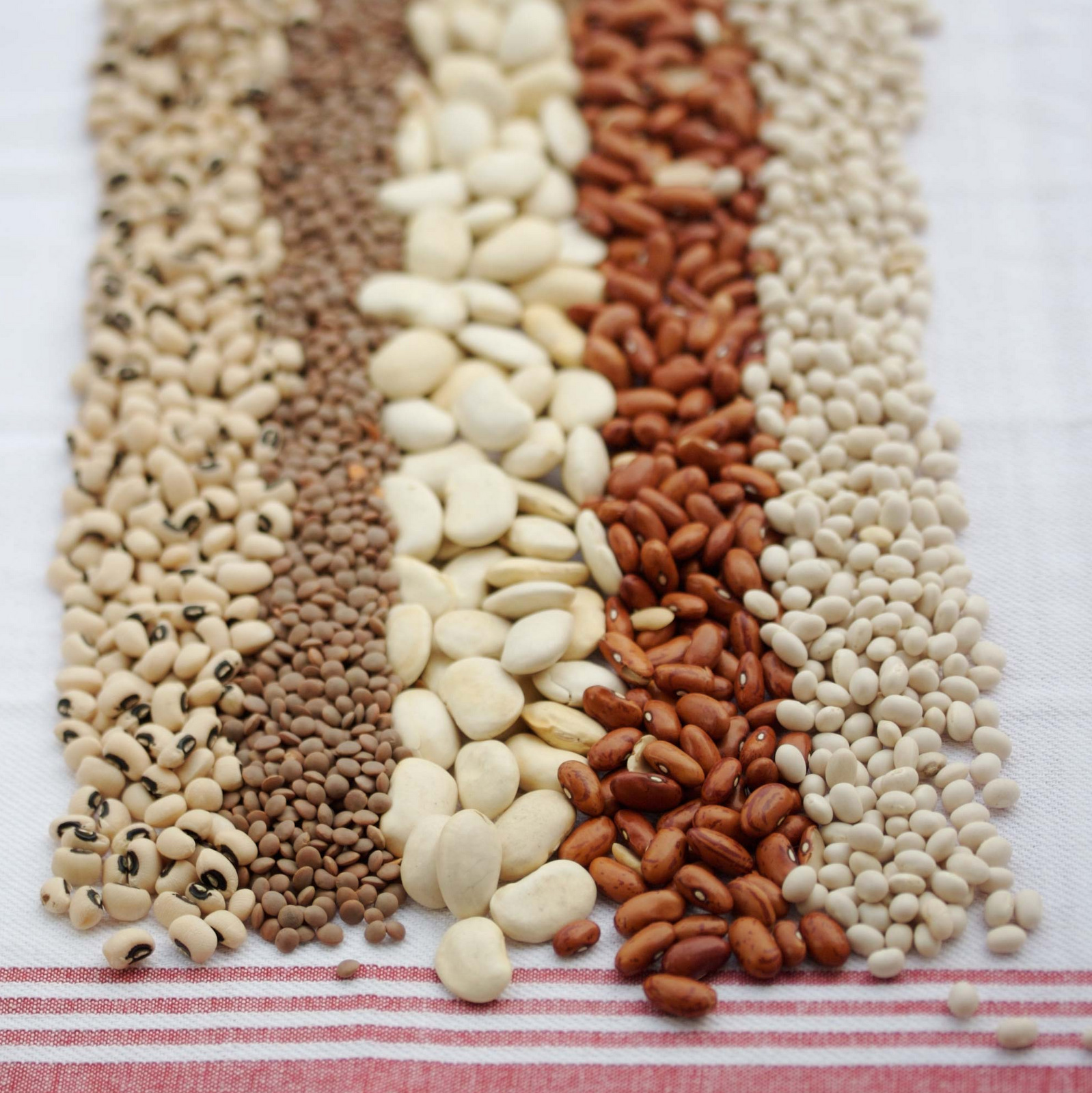 Rows of dried beans